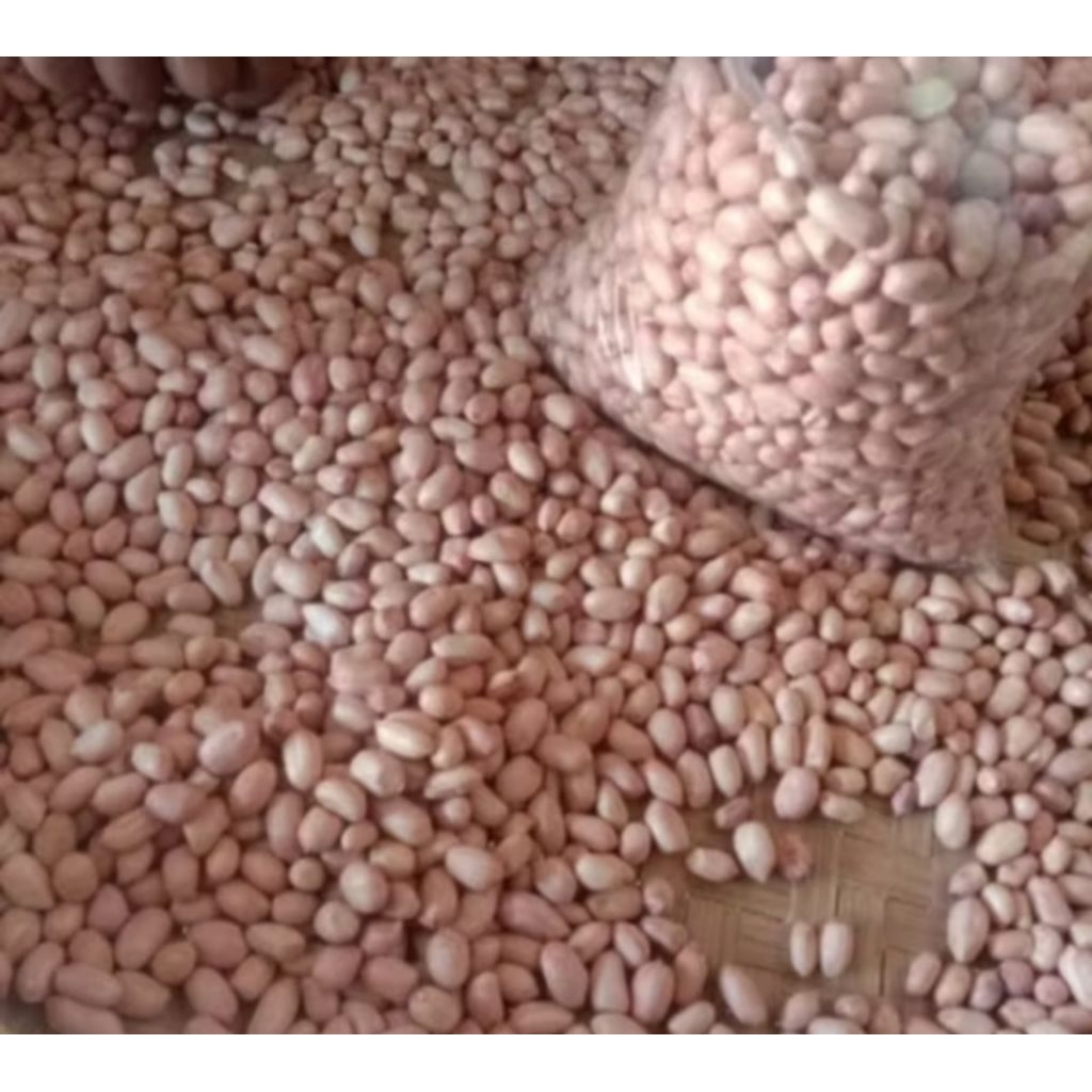 

Ready Kacang Tanah 1 Kg dan 500 Gram harga terjangkau