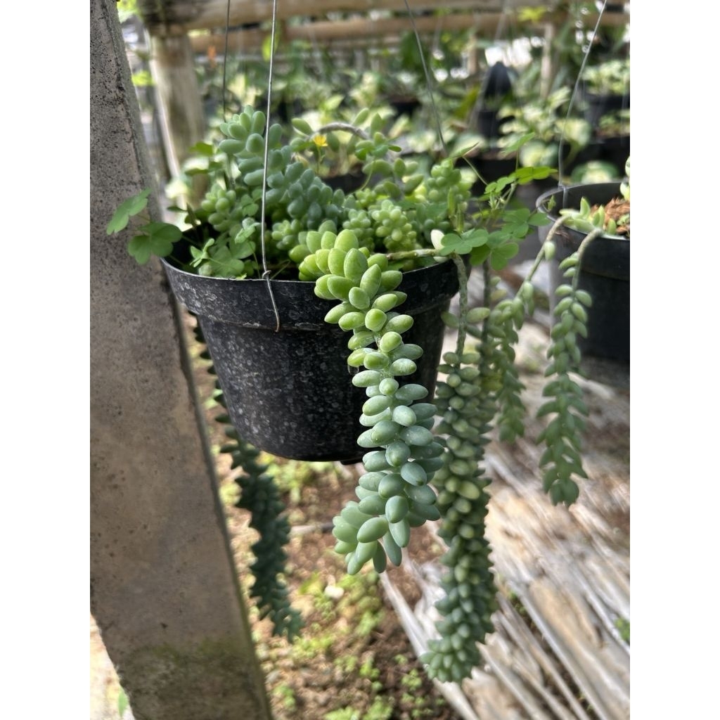 Tanaman gantung air mata ibu