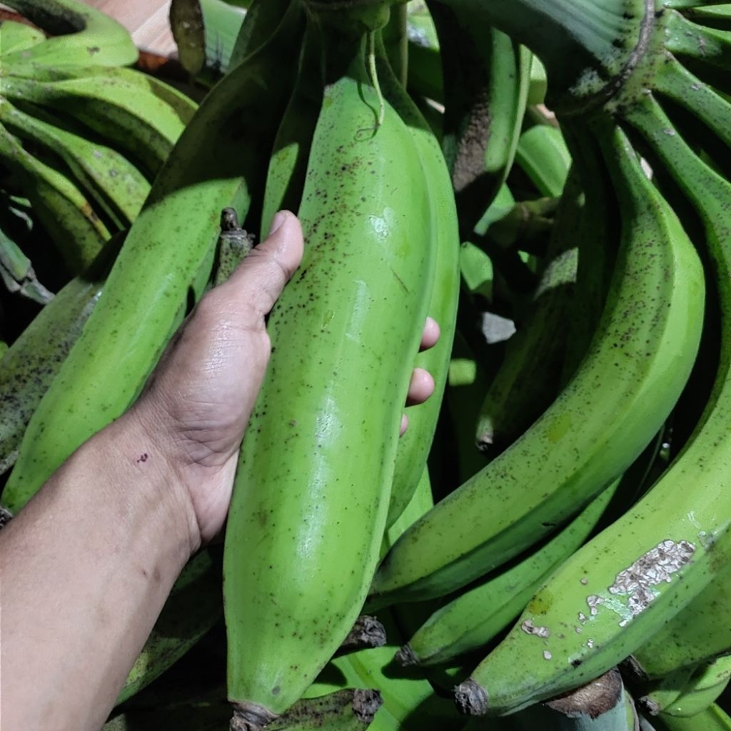 

. Pisang Tanduk Muria Grade A – Segar Jumbo Berkualitas