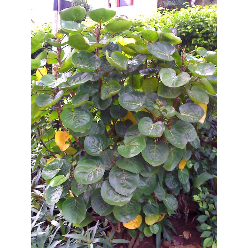 

daun mangkokan srdia per 200g