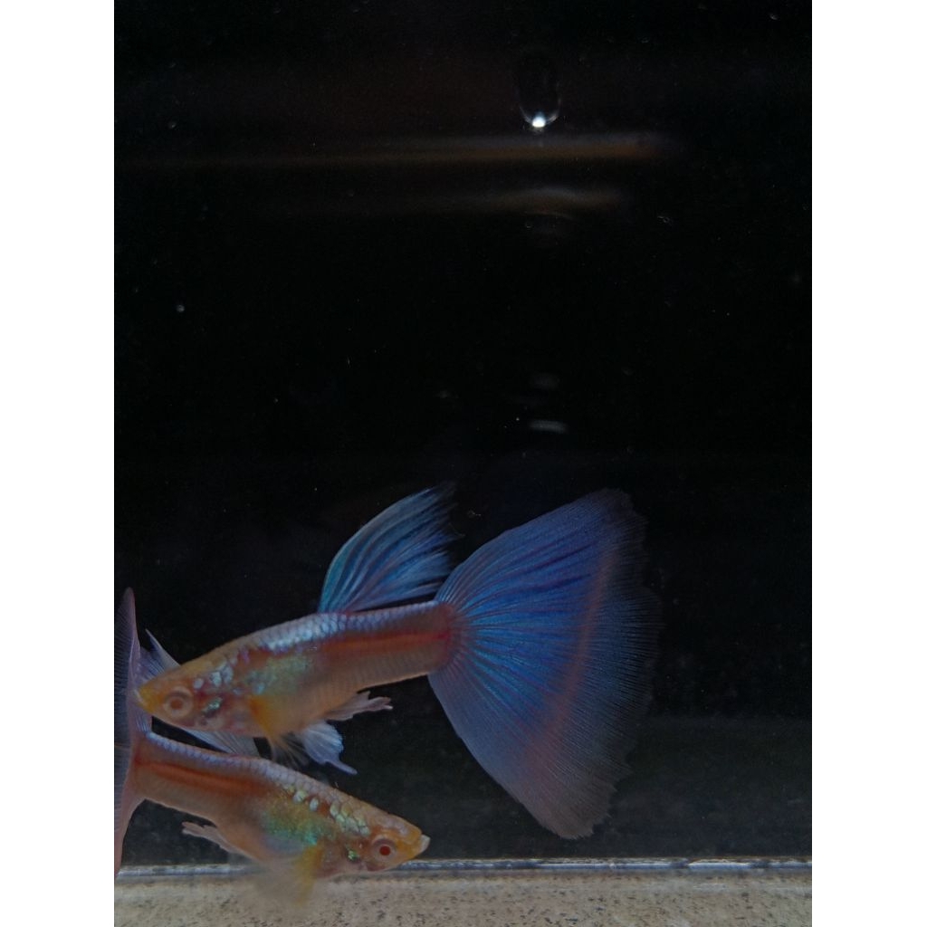 Essen Guppy Albino Sky Blue/ Topaz Pair