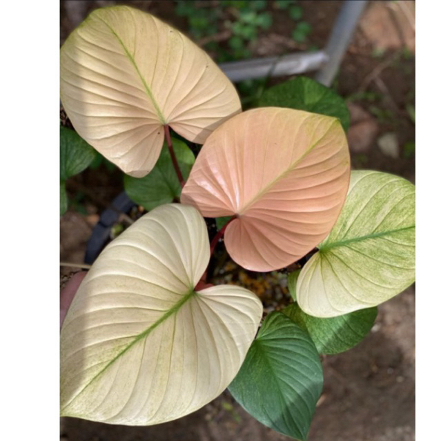 Homalomena mint pink