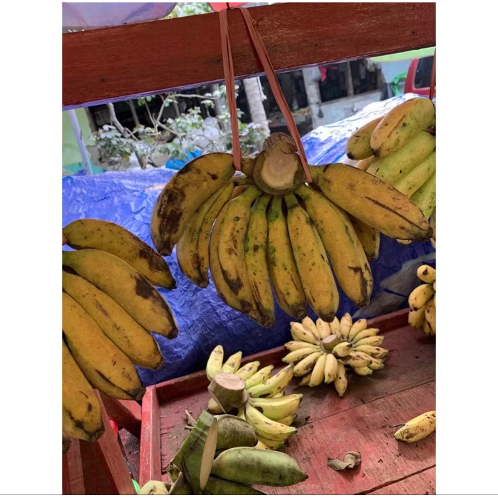 

pisang raja 1 sisir
