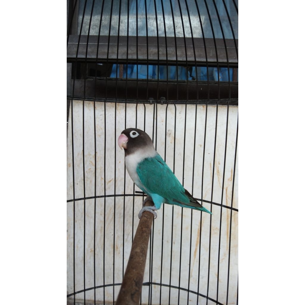 burung lovebird blue cobalt personata