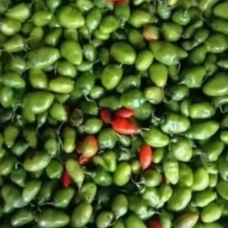 

Cabe Gendot Cabai Gendut Cabe Gendhot