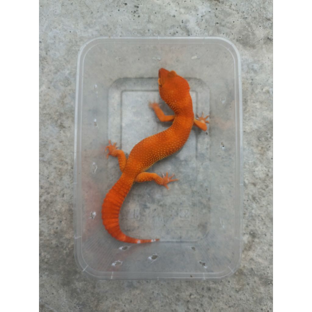 MAINAN GECKO SHTCTB MERAH