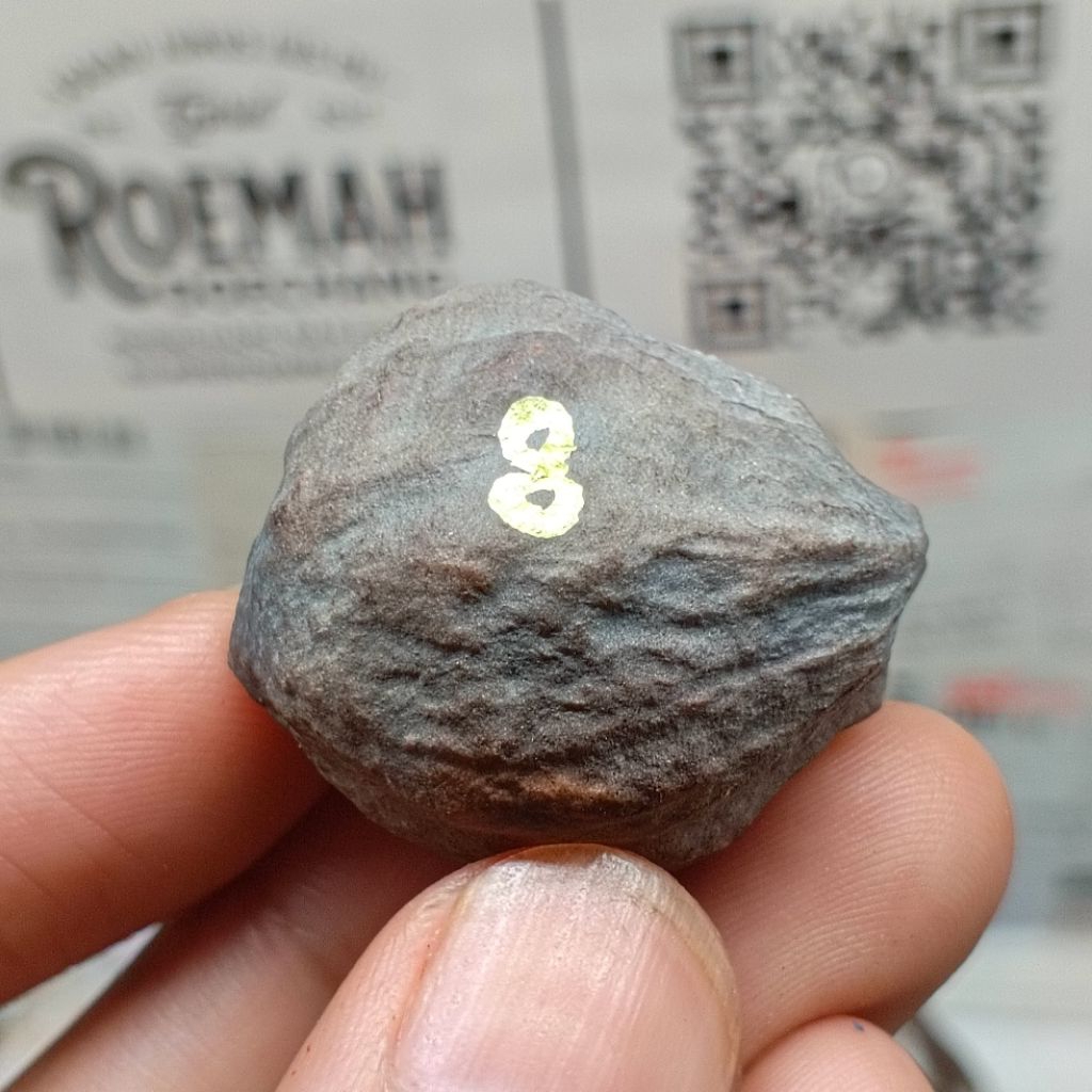 Muncang Adu A Mayit Domba kode 8