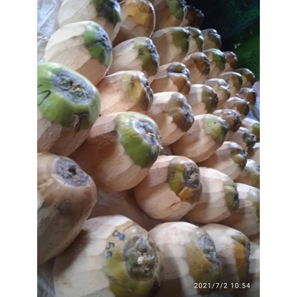 

KELAPA KOPYOR ASLI PATI DIAMETER 40-43 CM
