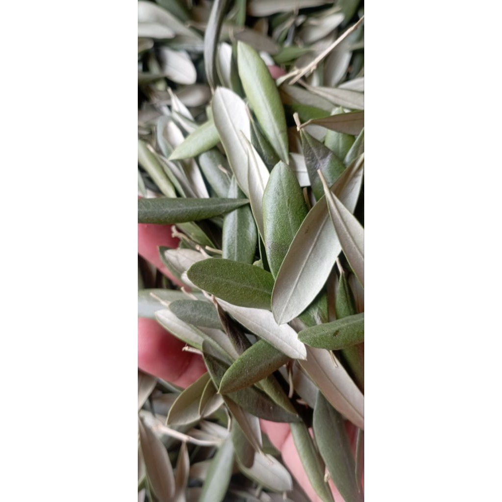 

daun zaitun alami 50gram