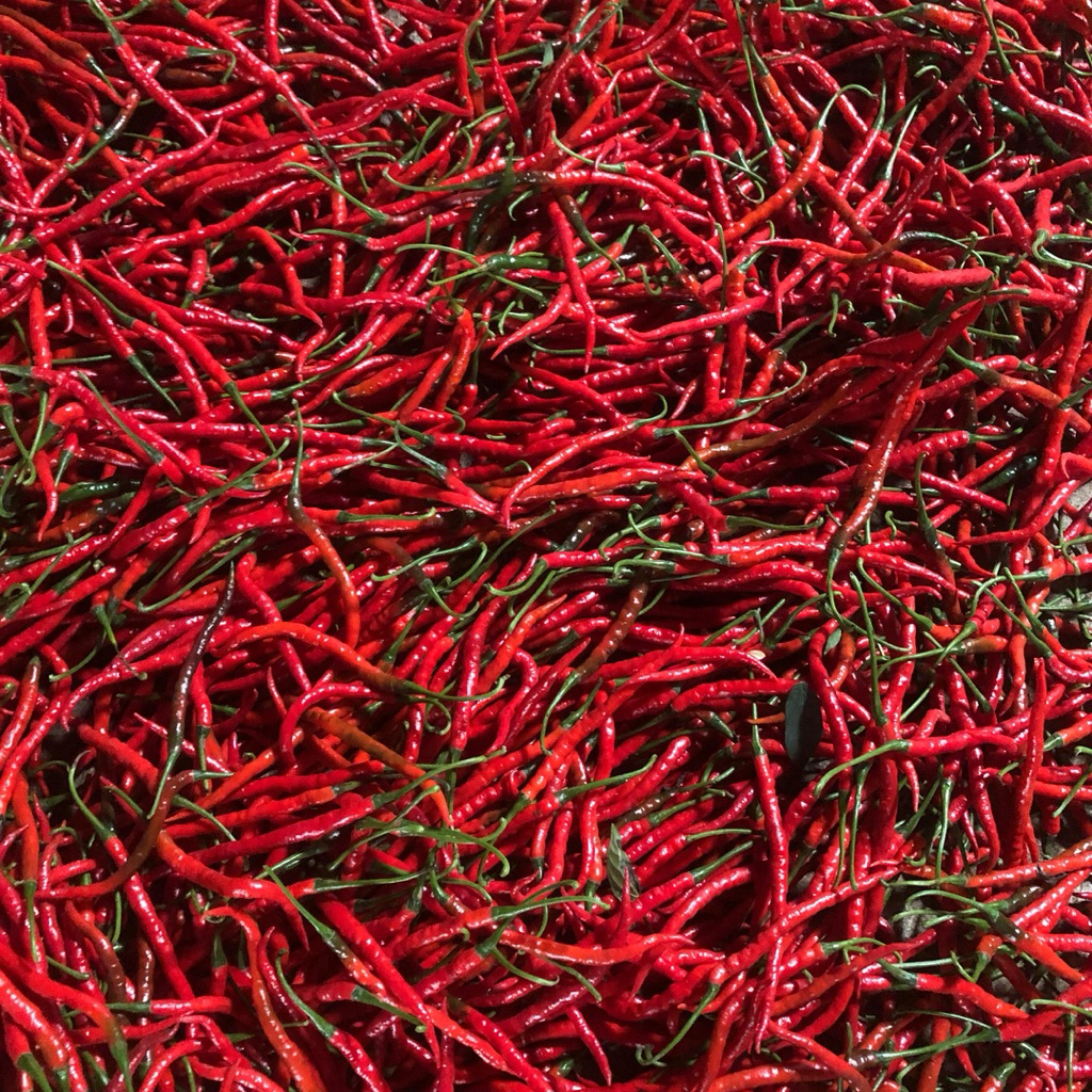 

Cabe Merah Keriting OR 42 fresh Langsung dari Petani
