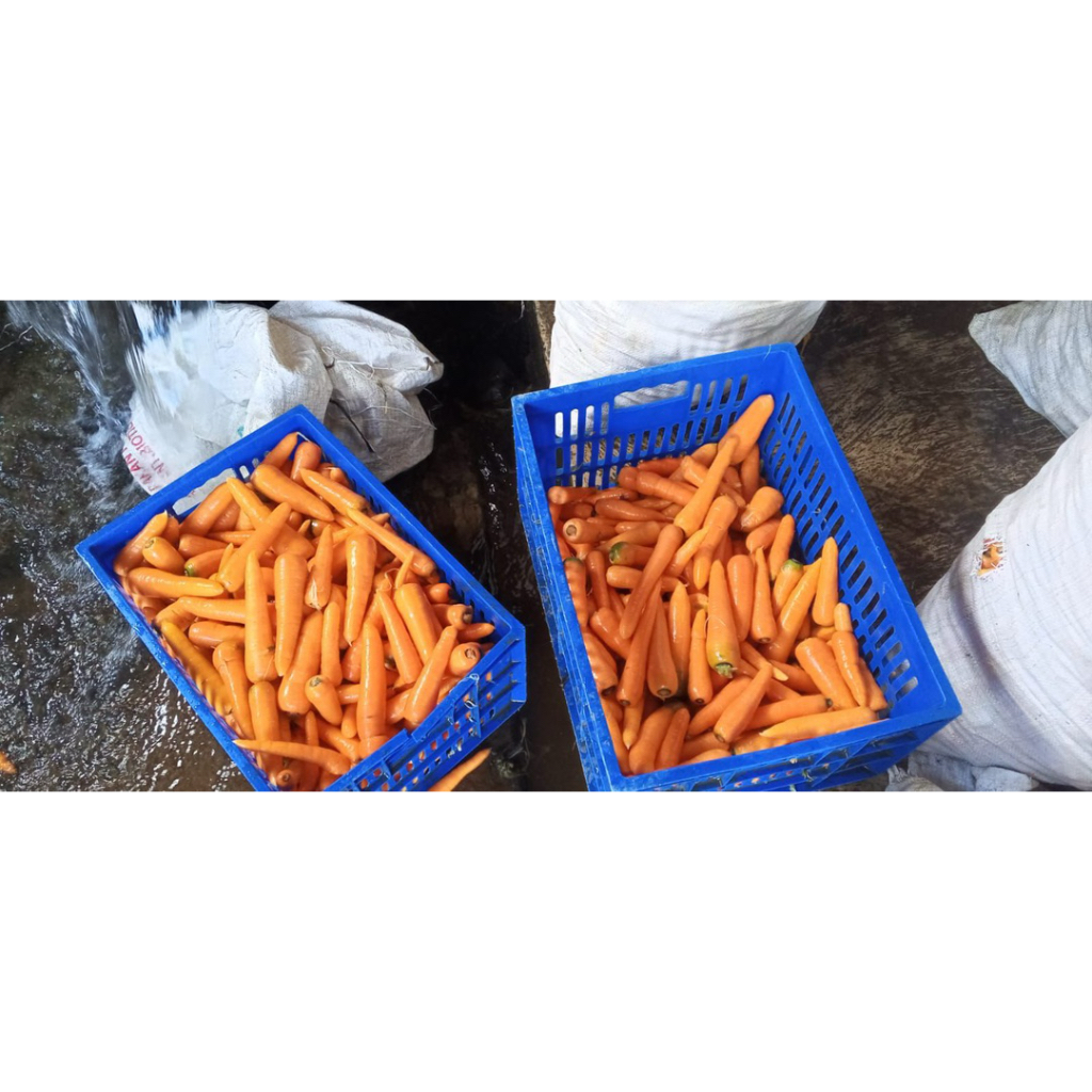 

Wortel Fresh dipetik langsung dari petani