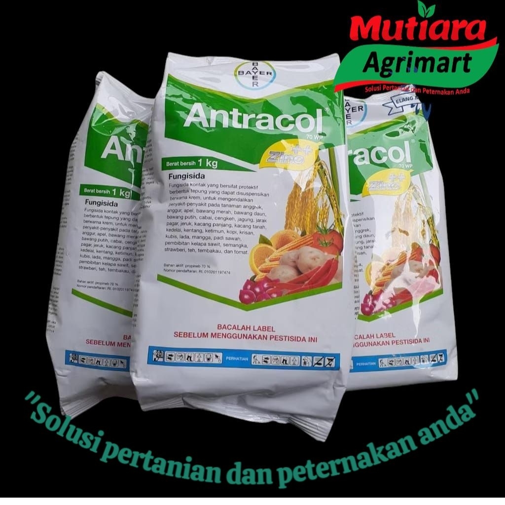 ANTRACOL 70WP 250GR-1KG // FUNGISIDA ANTRACOL // ORIGINAL