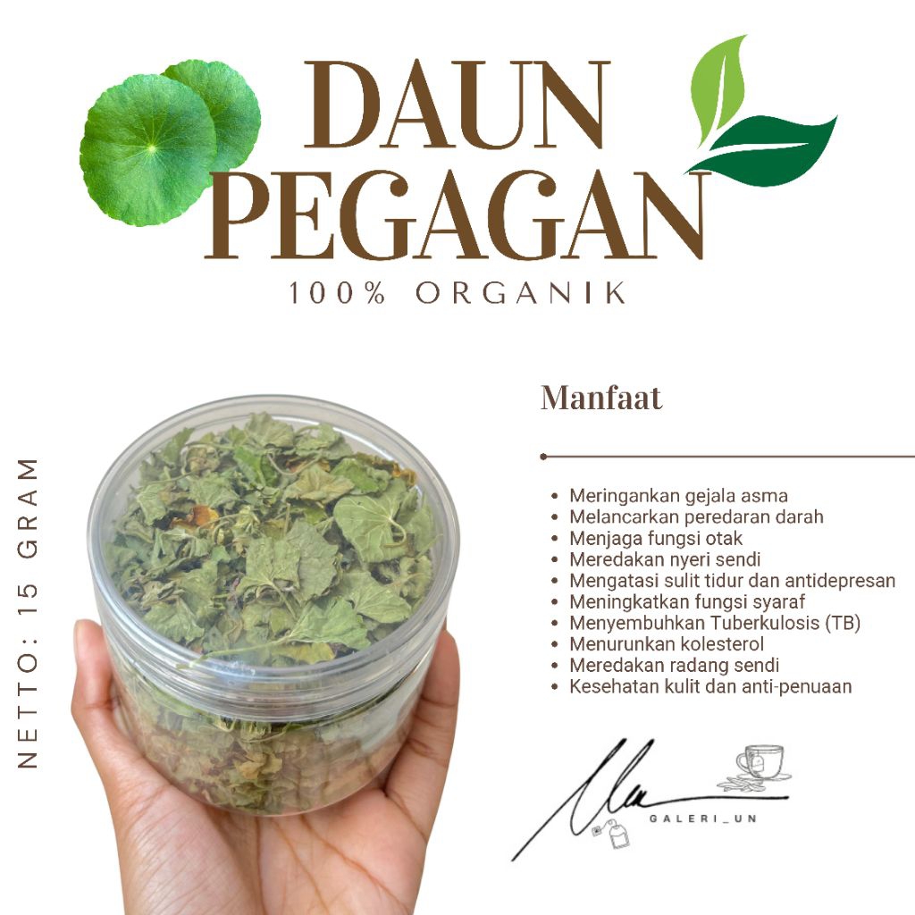 

daun pegagan darat premium