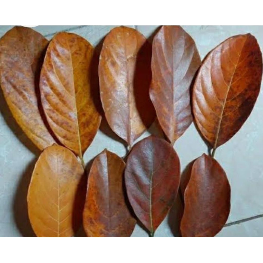 

Daun nangka kering asli isi 50 lembar rp 10000