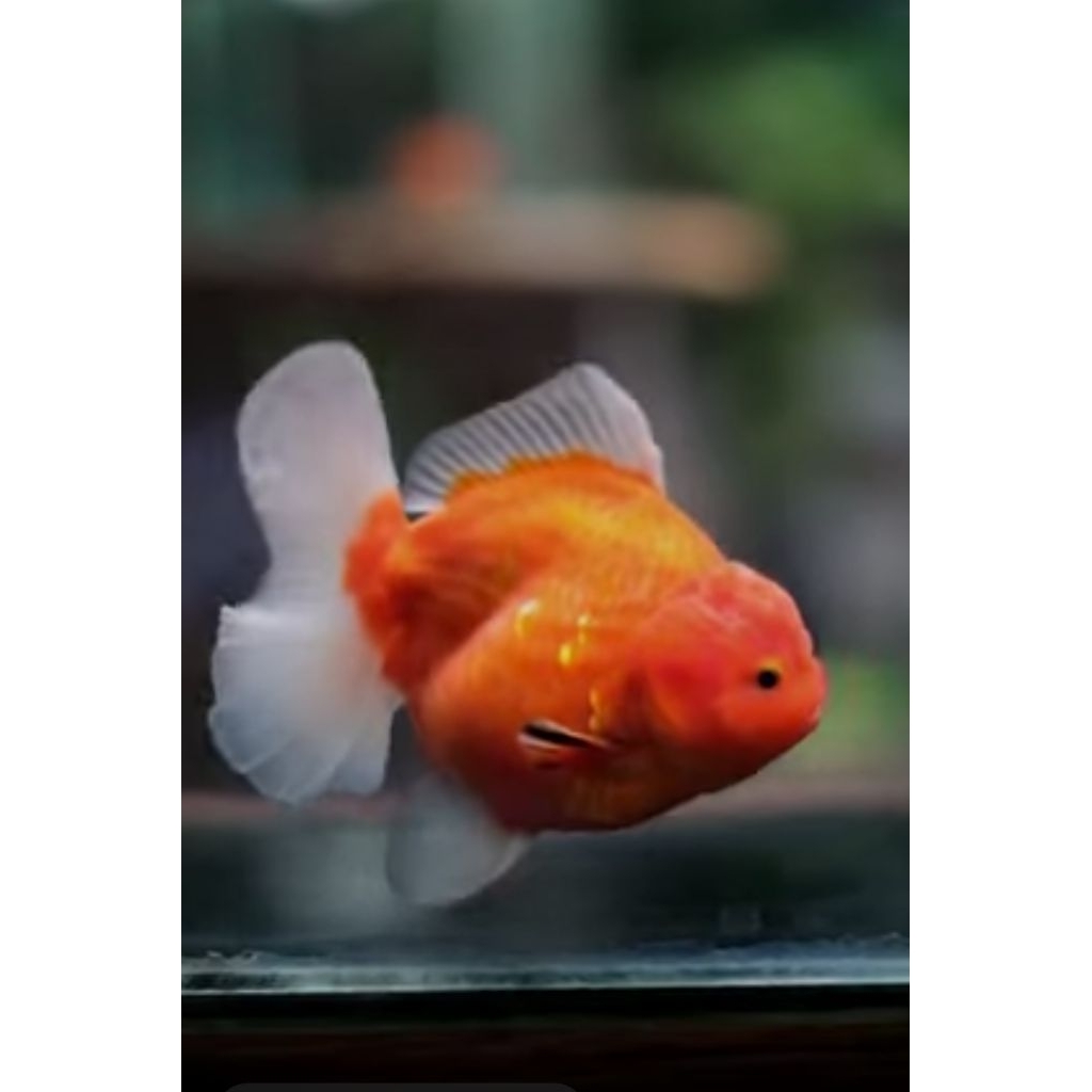koki oranda orange/sakura