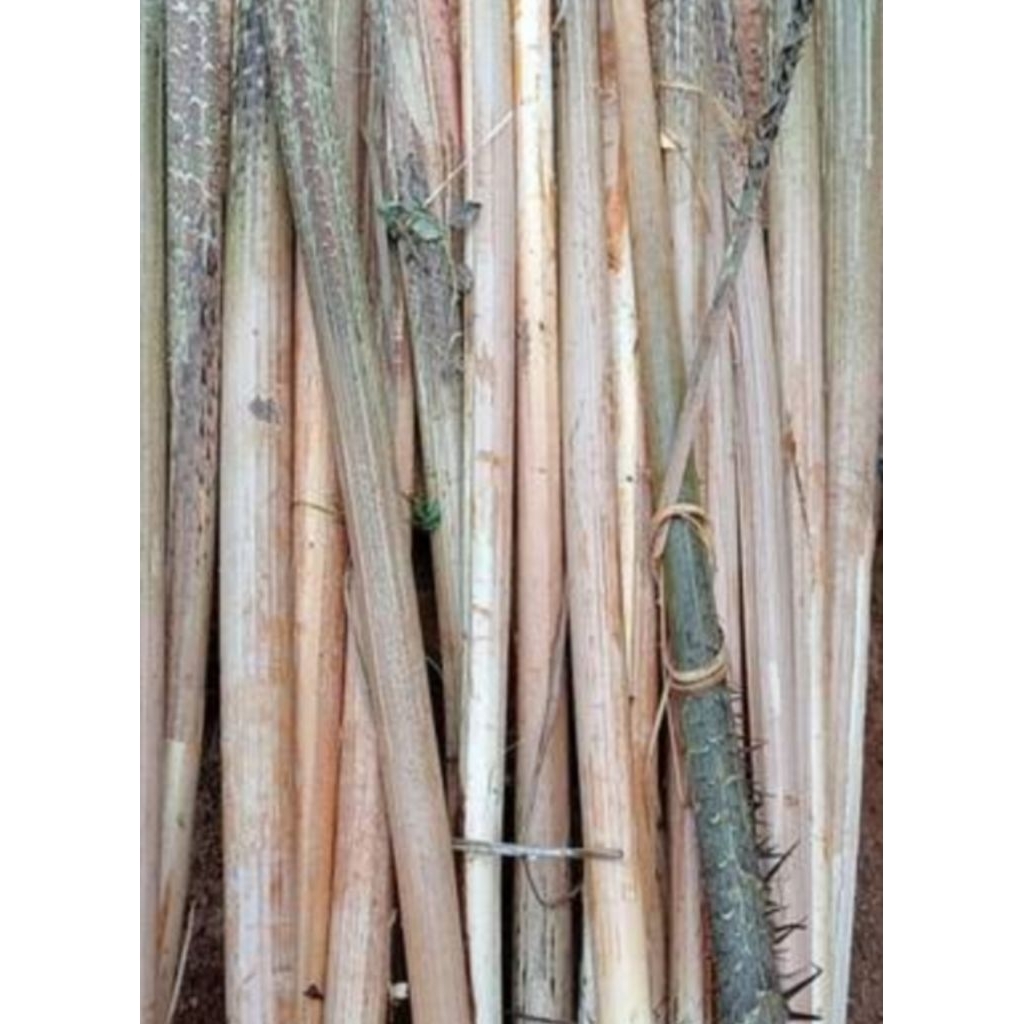 

umbut rotan segar 1 kg