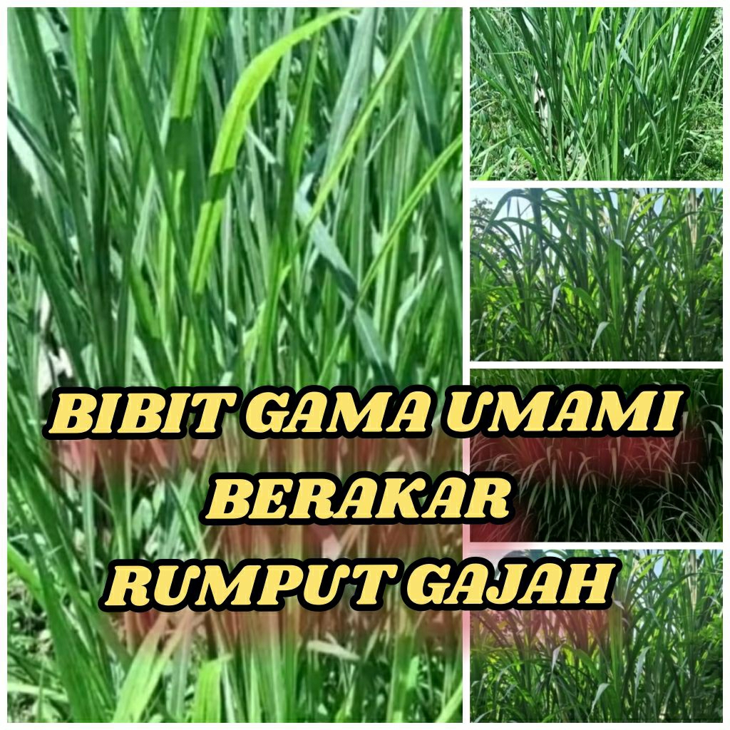 3 Bibit Gama Umami BERAKAR Rumput Gajah