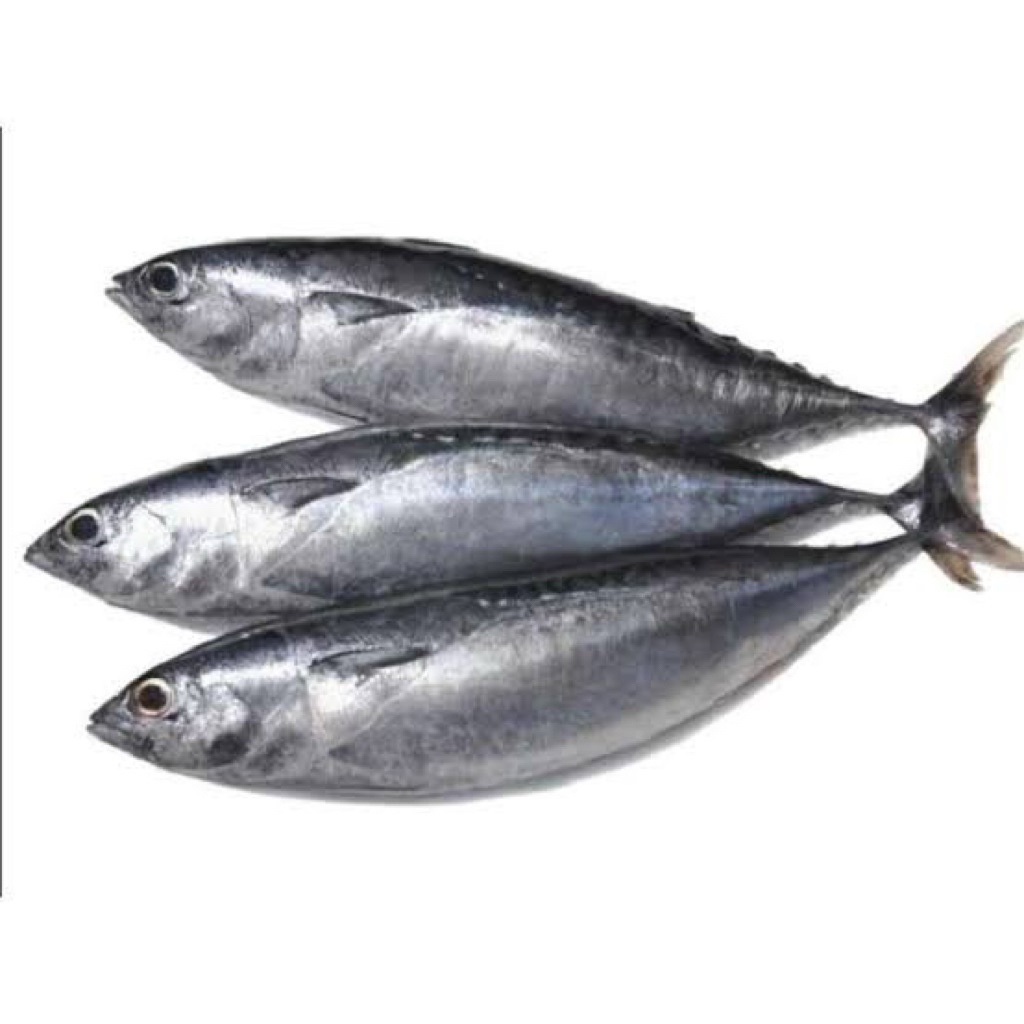 

Ikan tongkol Abu - Baby tuna Fresh 1 Kg