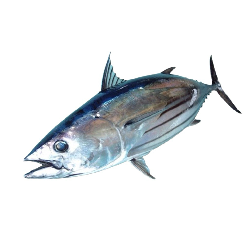 

Ikan Cakalang Segar 1 kg