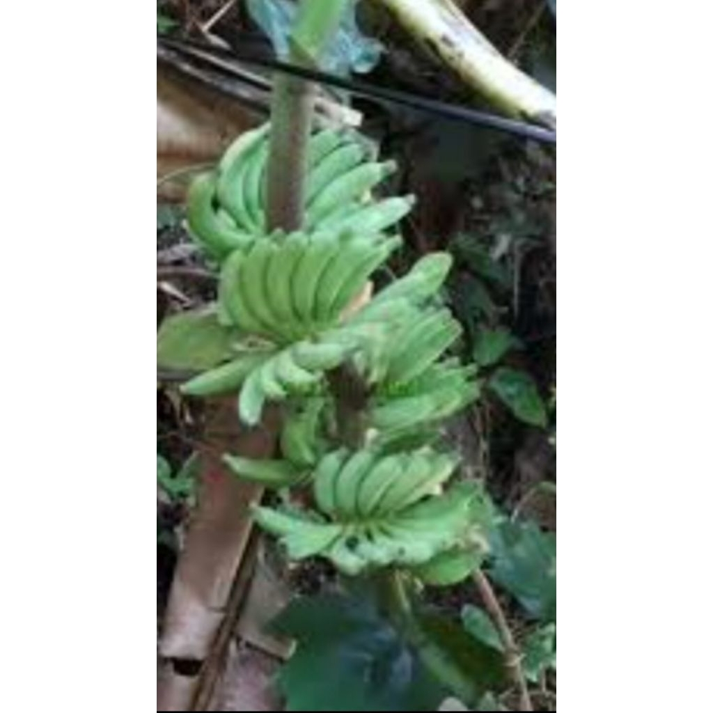 

buah pisang angkeng mentah/tua