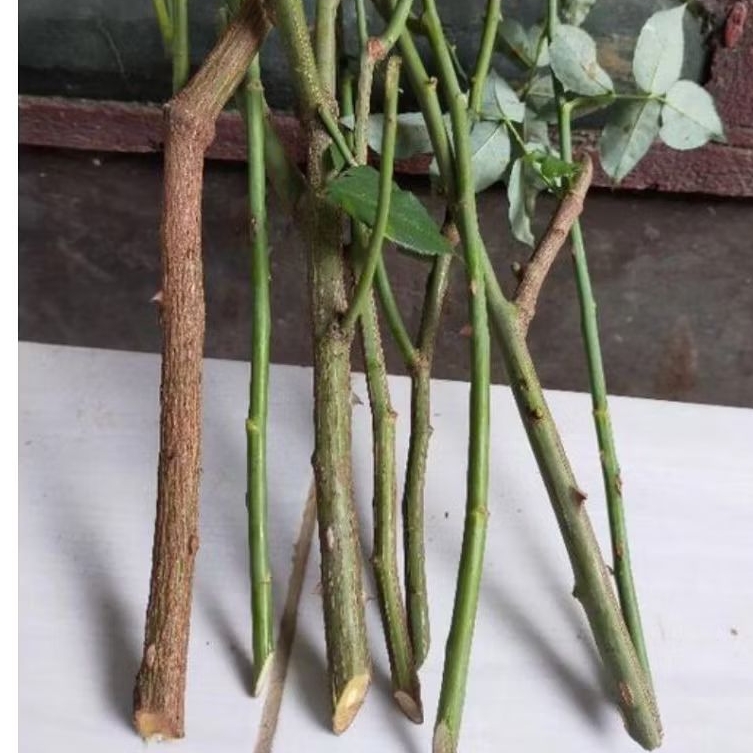 stek bunga mawar satuan