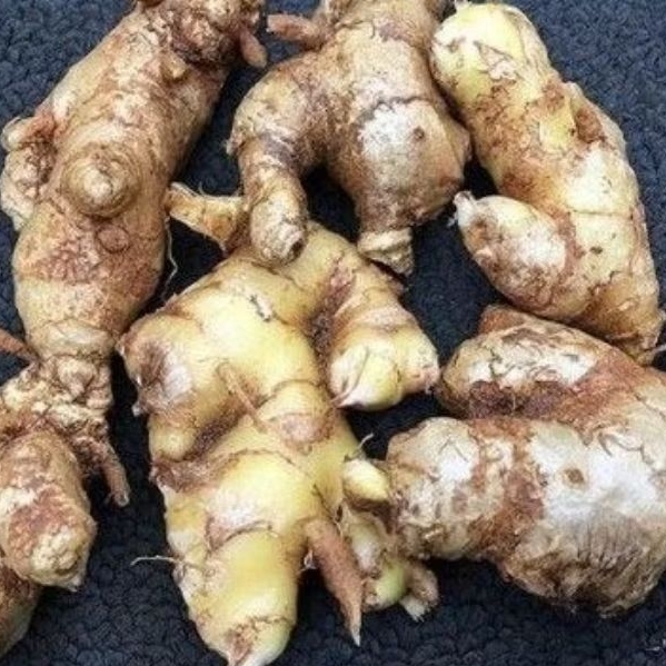 

jual murah obat herbal lempuyang segar berat 500 gram