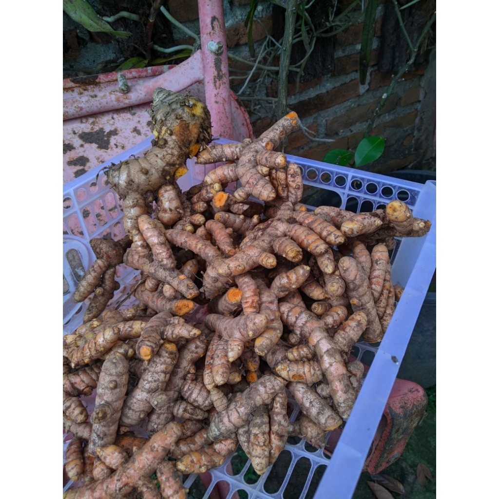 

Kunyit atau kunir super tua dan segar baru panen 1kg