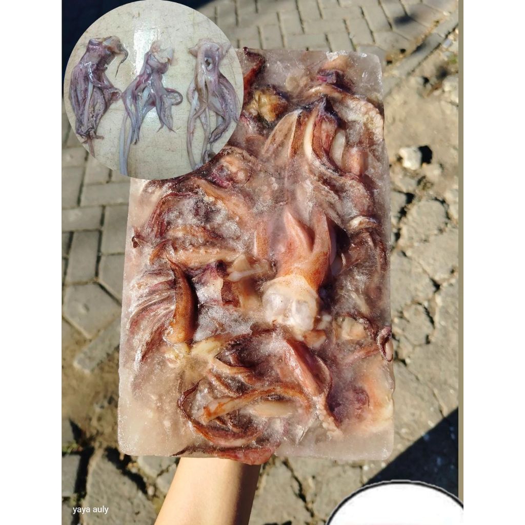 

Kepala cumi (Fresh Frozen)