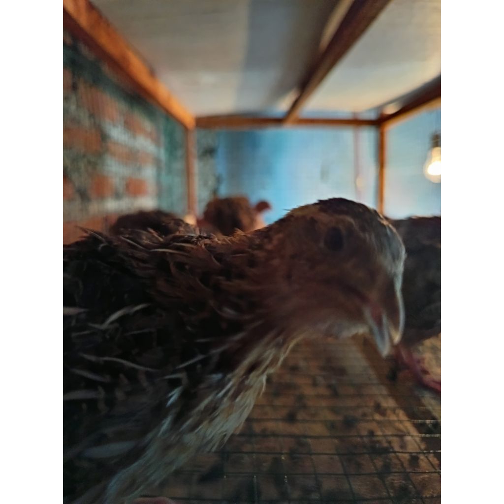 Puyuh petelur puyuh betina umur 2 minggu