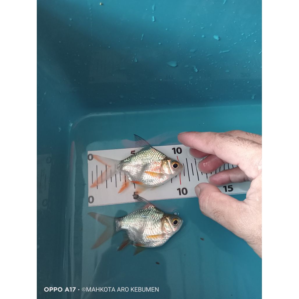 Kapiat Short body perfect