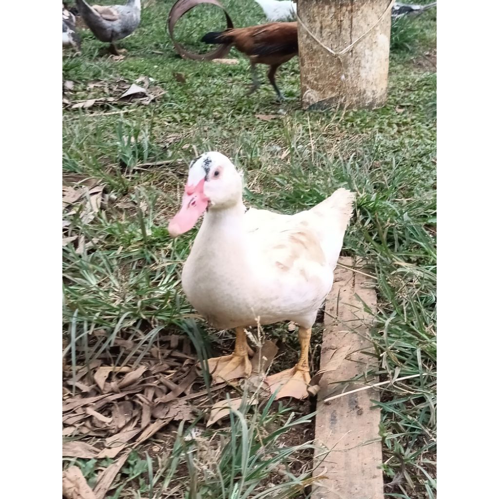 bebek entok muda jantan/betina ( karkas )