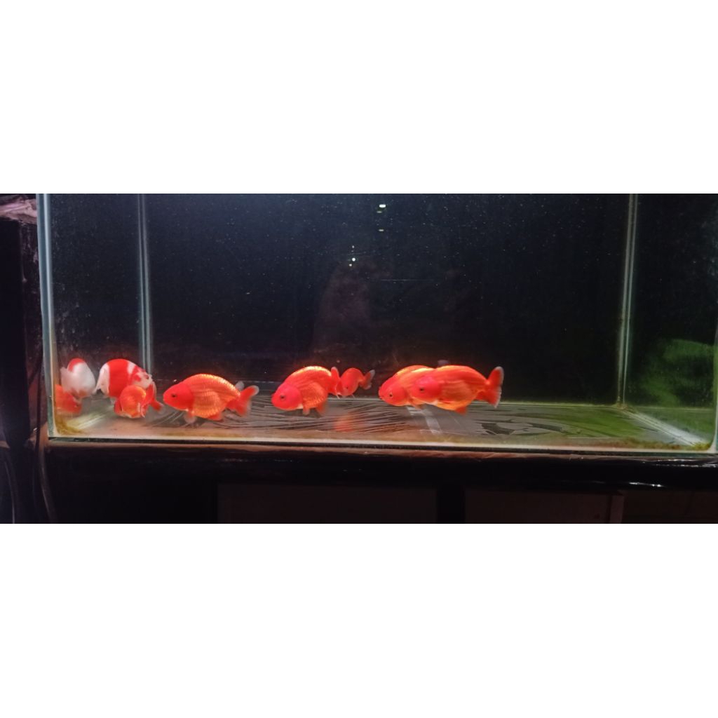 Ikan hias Koki Ranchu Red white