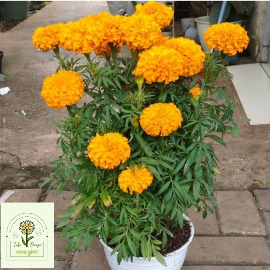 Tanaman marigold plus pot putih/ bunga marigold