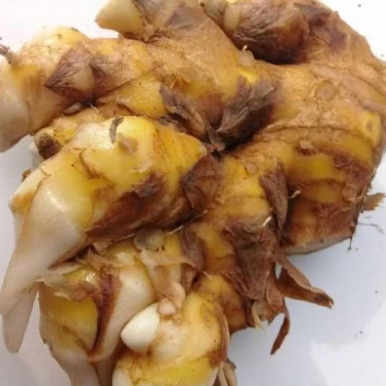 

bangle/panglay segar sudah beresih berat 1 kg