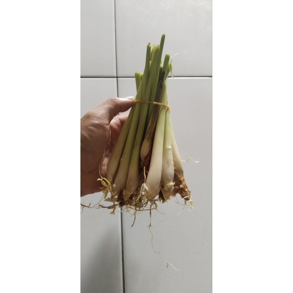 

sereh merah dan segar 1kg