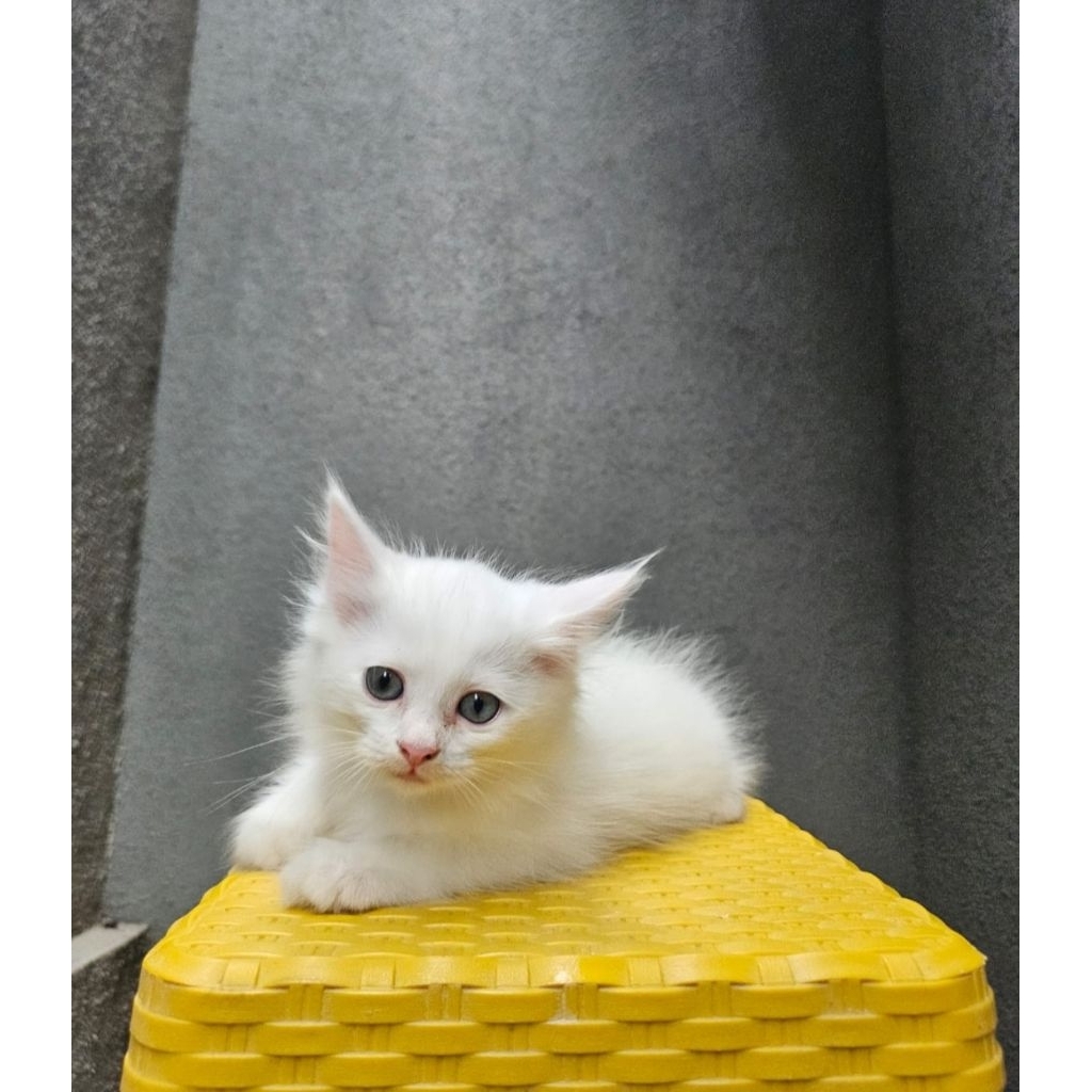 kucing anak kucing kitten persia