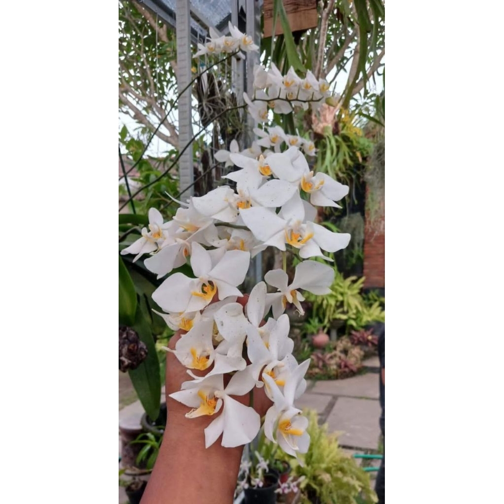 Phalaenopsis amabilis