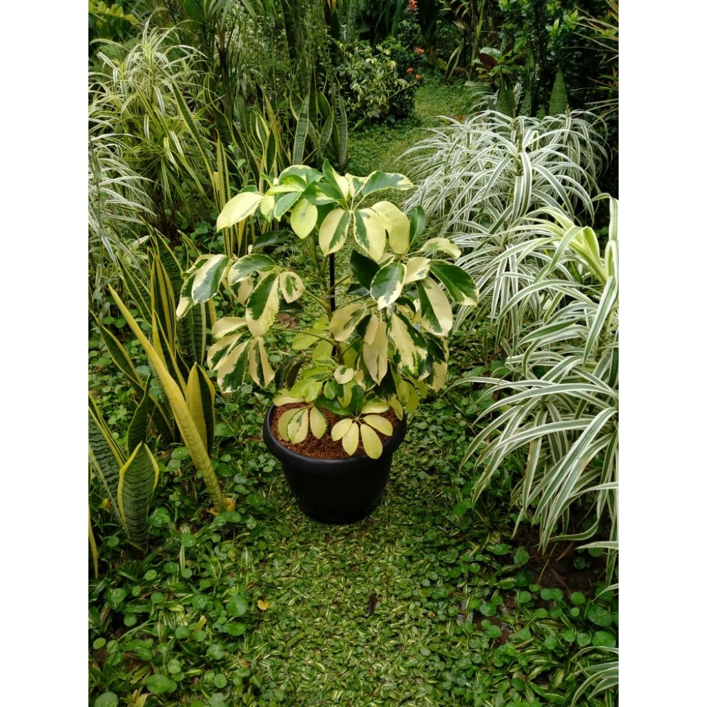 Tanaman hias Walisongo daun besar