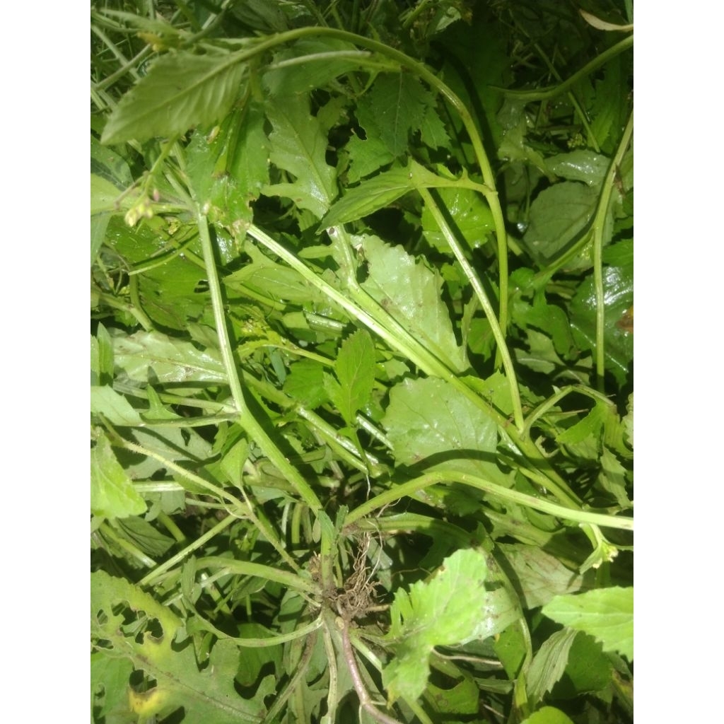 

daun sawi sawah kamanilan segar /500grm