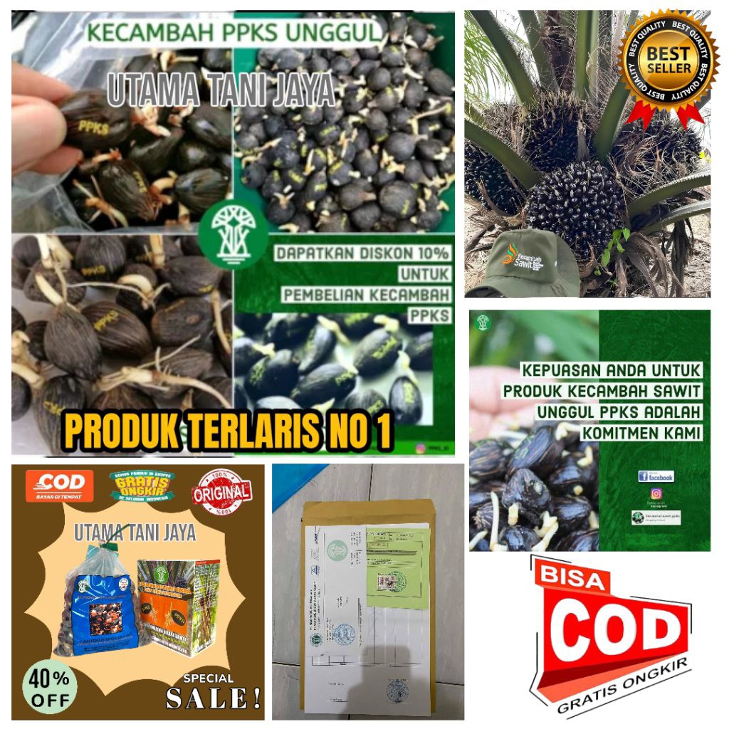 kecambah sawit PPKS MEDAN unggul bersertifikat