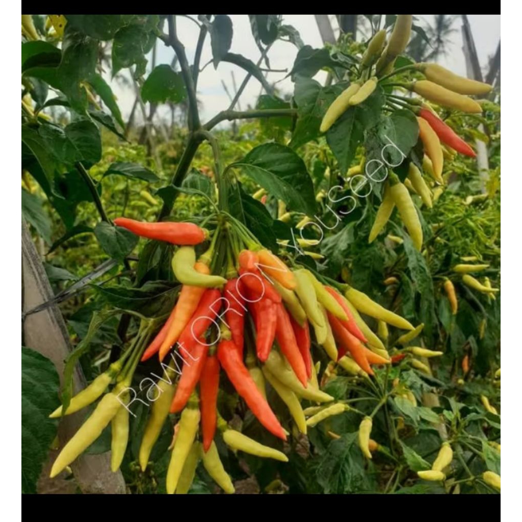 

cabai merah 500 gram