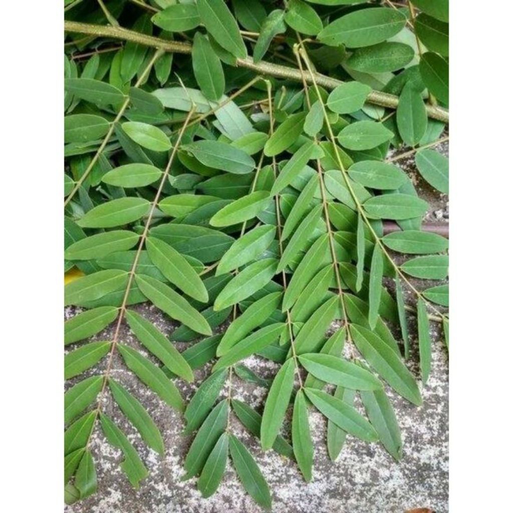 

daun johar segar 200gram untuk mengatasi malaria,hepatitis,demam | herbal tradisional | murah meriah| produk berkualitas
