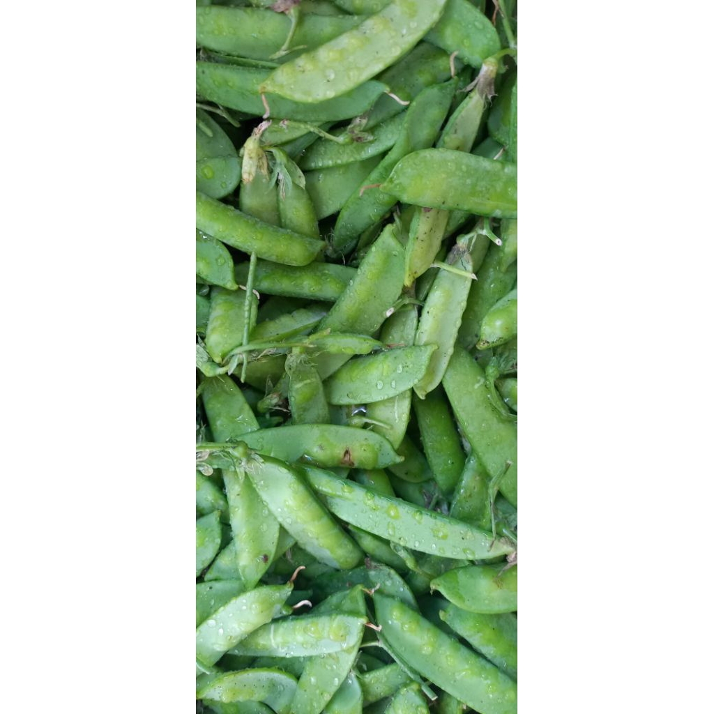 

sayur segar kapri lokal