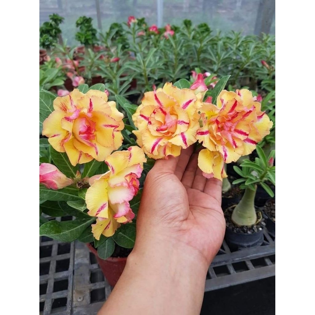 Adenium kamboja jepang bunga tumpuk / Tanaman kamboja jepang