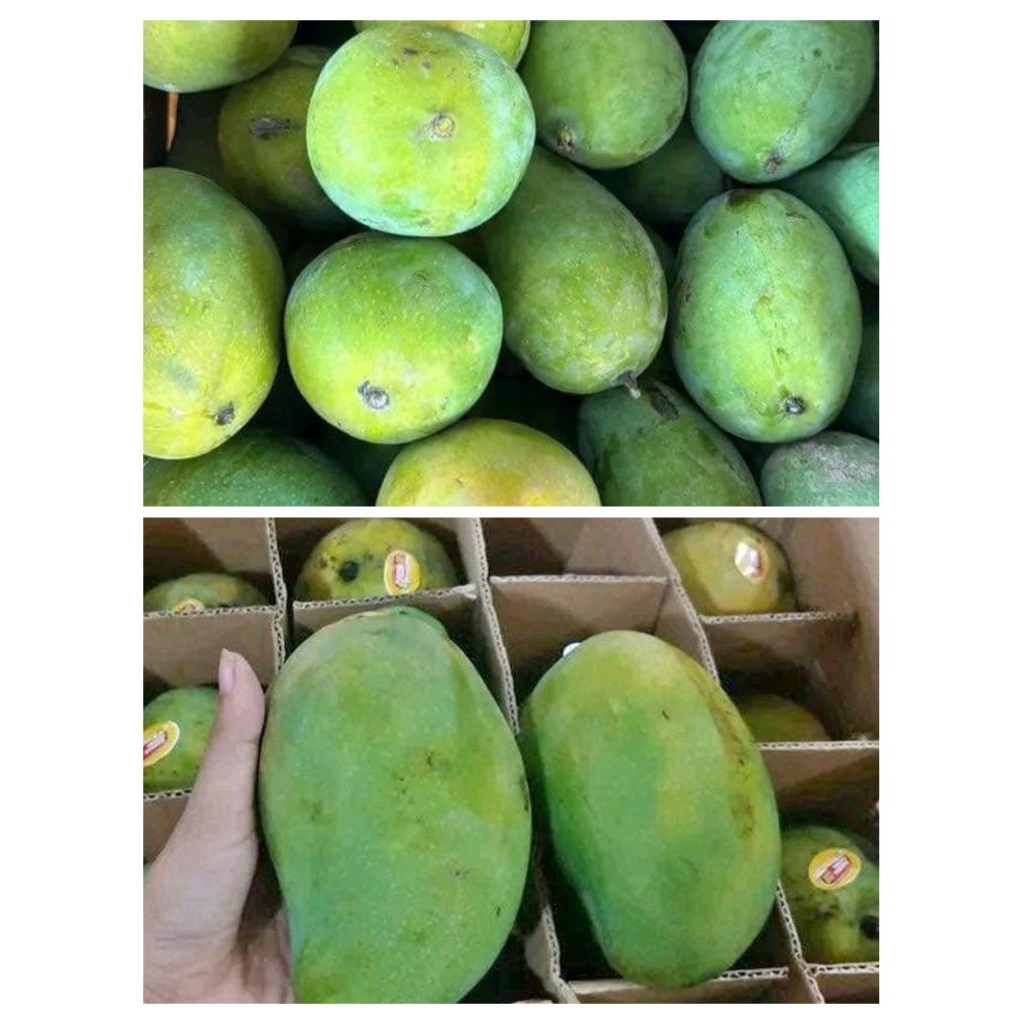 

Mangga Alpukat