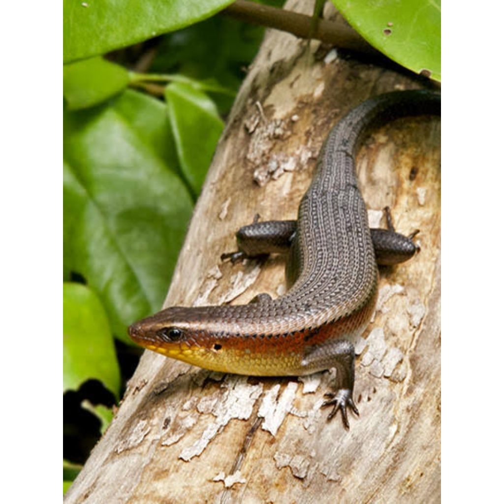 Kadal Kebun Hidup / Reptil Hias Eksotis / Bahan Obat Tradisional