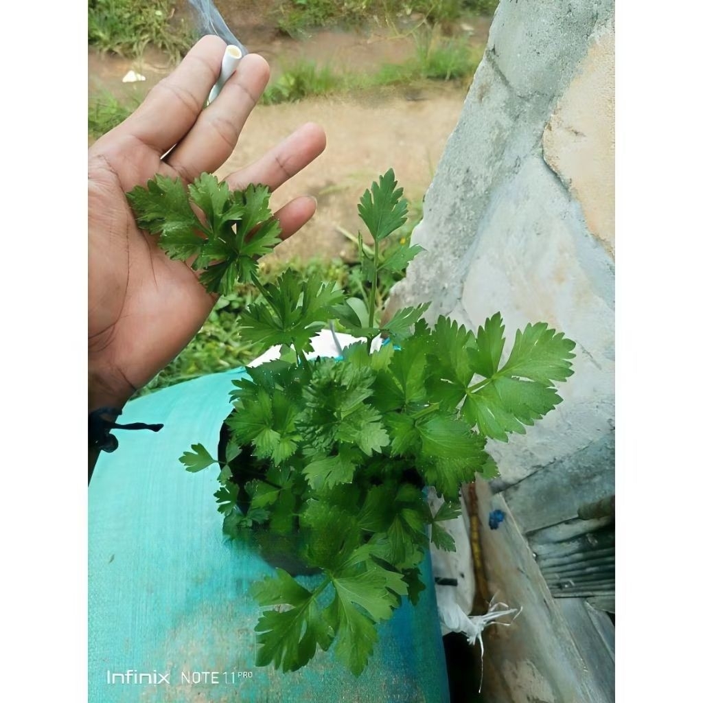 

(bisa cod)POHON SELEDRI UNTUK MASAKAN- DAUN SOP