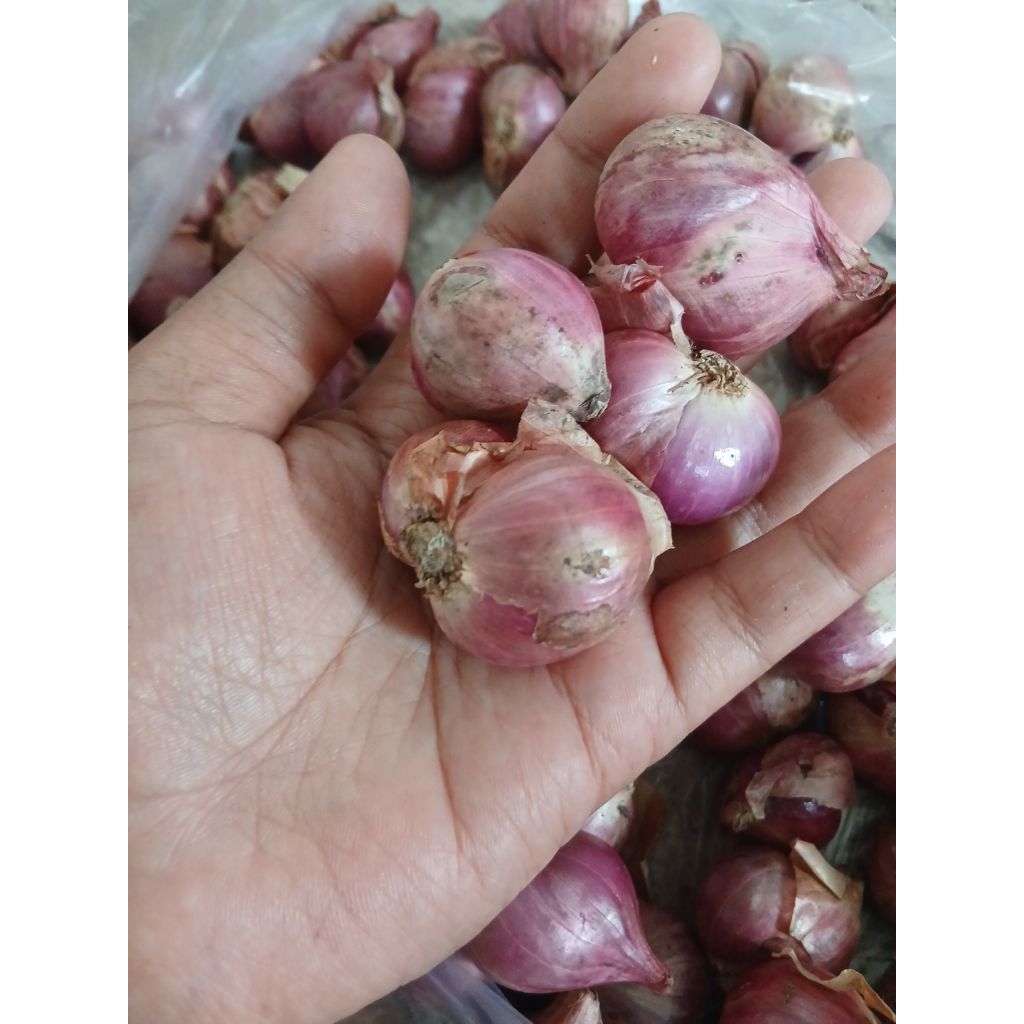 

bawang merah lokal kering besar 1kg