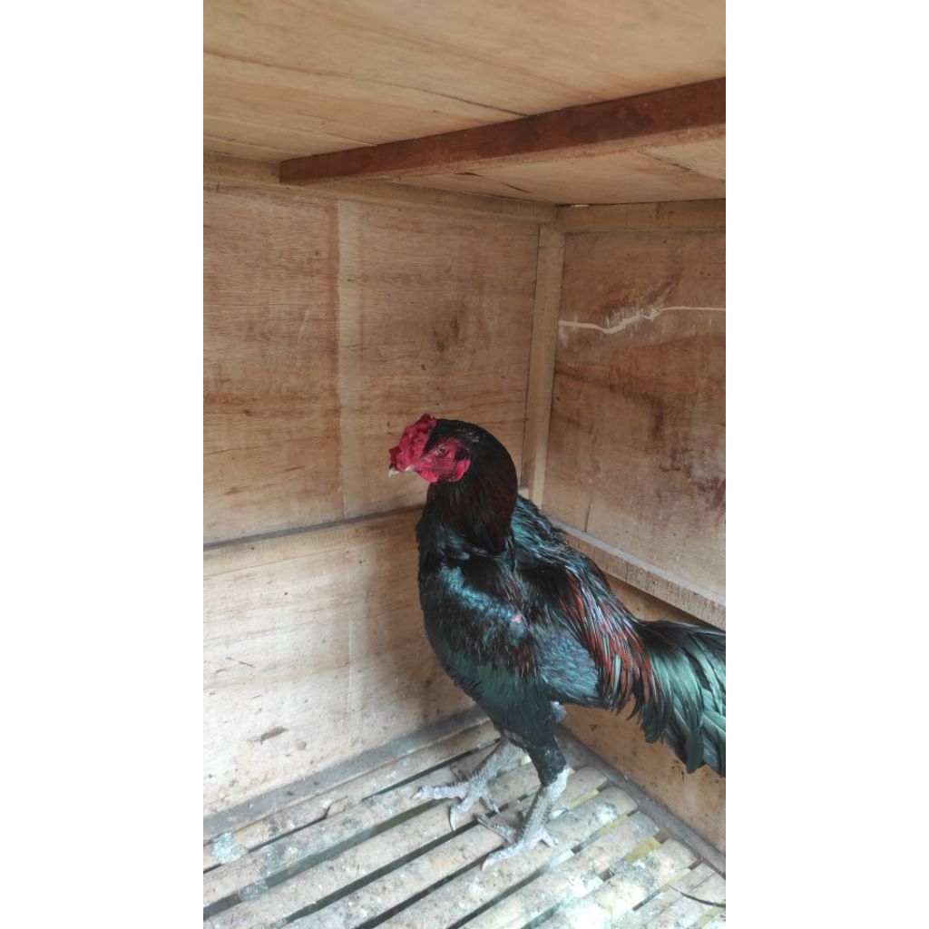 

Telurayamkoytrad,phanat,bkselatan