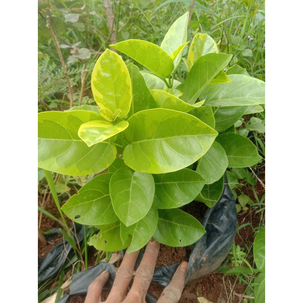 Bibit Sancang pucuk golden langka